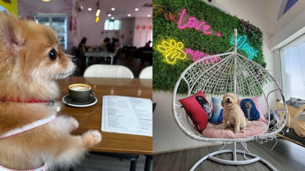 Best Dog Cafe Singapore: 26 Pet-Friendly Spots (2026) 6 A small dog enjoying a premium pet meal indoors at Ménage Cafe, a fully air-conditioned dog cafe singapore in Sin Ming.