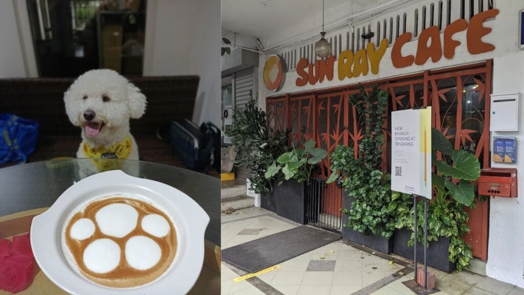 Best Dog Cafe Singapore: 26 Pet-Friendly Spots (2026) 5 A happy dog sitting next to a cup of latte art indoors at Sun Ray Cafe, a welcoming dog cafe in Serangoon Gardens.