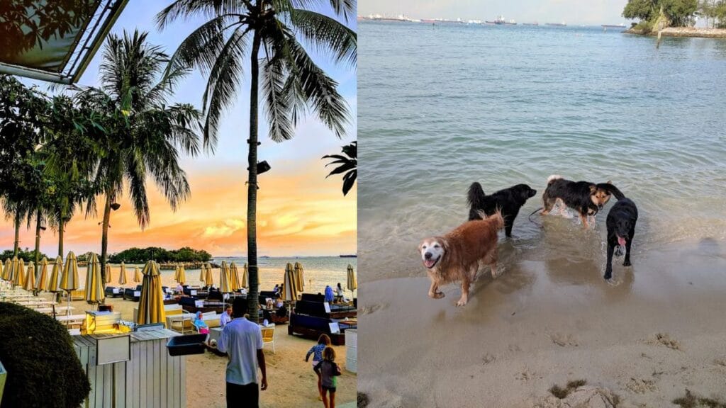 Best Dog Cafe Singapore: 26 Pet-Friendly Spots (2026) 18 Dogs playing on the sand next to coastal dining tables at Tanjong Beach Club, a beachfront dog friendly cafe singapore in Sentosa.