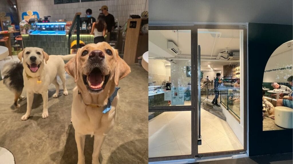 Best Dog Cafe Singapore: 26 Pet-Friendly Spots (2026) 7 A golden retriever smiling inside The Barking Bean, an indoor and outdoor dog friendly cafe singapore in Siglap.