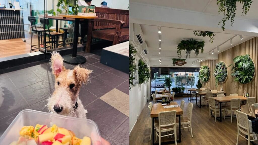 Best Dog Cafe Singapore: 26 Pet-Friendly Spots (2026) 8 A dog looking at a bowl of pet food at The Garden Slug, a long-established dog cafe in Telok Kurau.