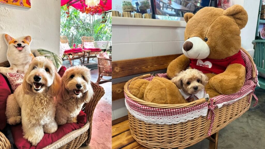 Best Dog Cafe Singapore: 26 Pet-Friendly Spots (2026) 11 Two fluffy dogs sitting comfortably on a chair at Venusology, a spacious backyard dog cafe in Tanglin.