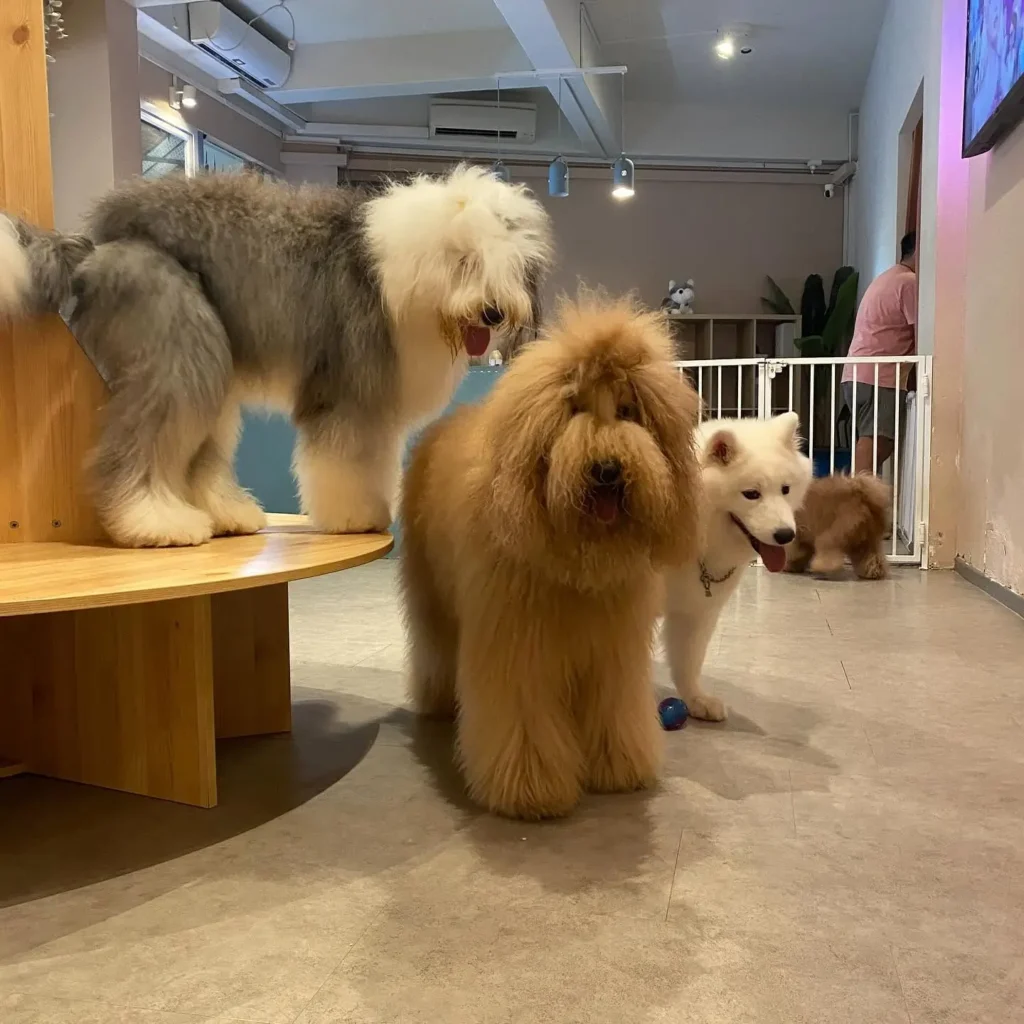 Best Dog Cafe Singapore: 26 Pet-Friendly Spots (2026) 4 A visitor petting a resident dog at World of Paws, an interactive dog friendly cafe singapore in Pandan Gardens.